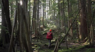 Wald Holzfaeller Inspektion