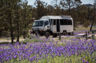 Blühende Landschaft Flinders Ranges