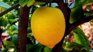 Zitrusfrucht-Zitrone
