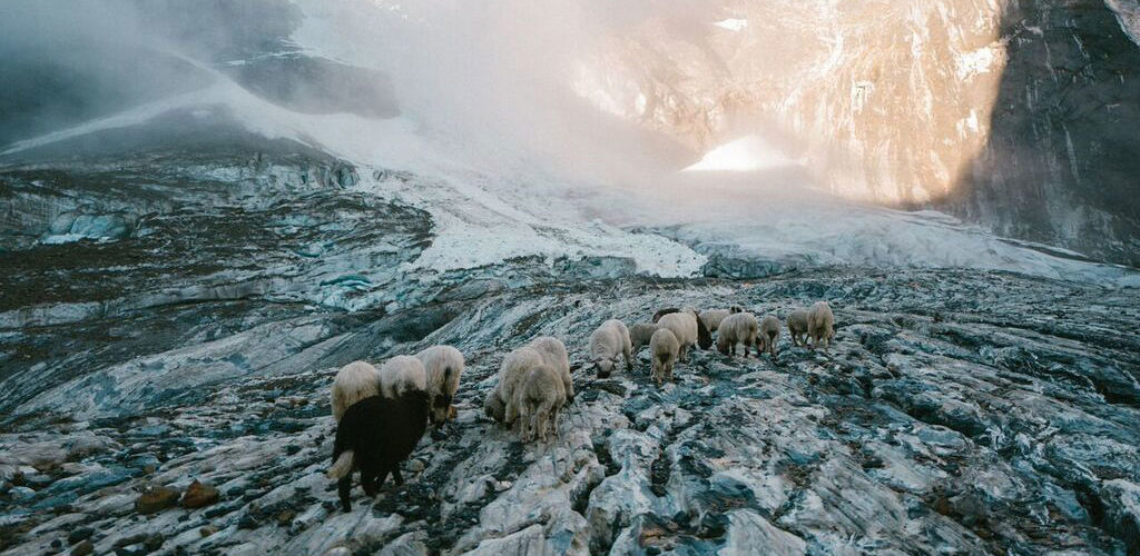 Schafe in den Schweizer Alpen