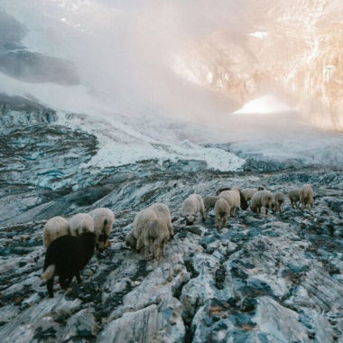 Schafe in den Schweizer Alpen