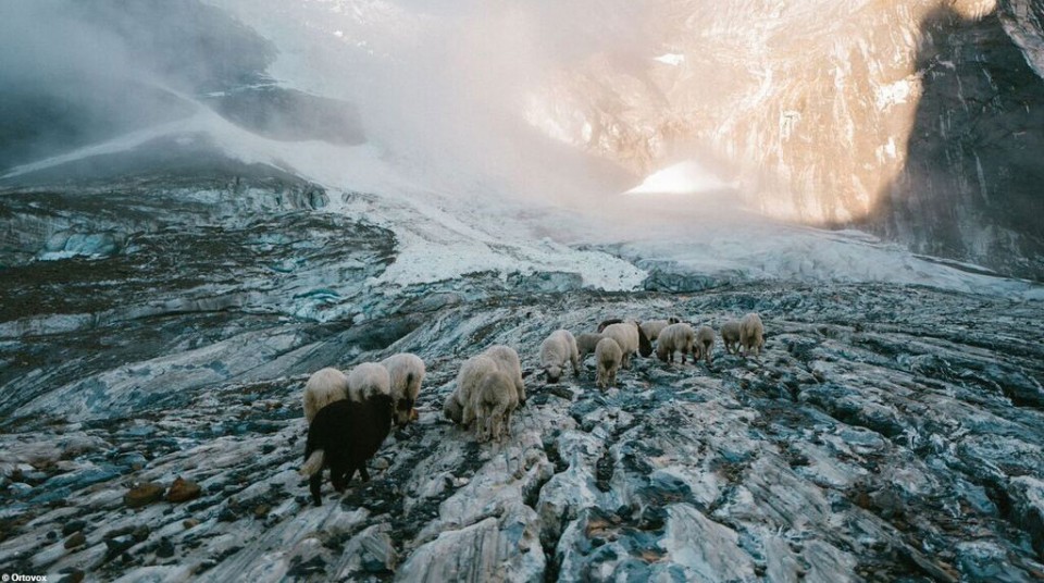 Schafe in den Schweizer Alpen