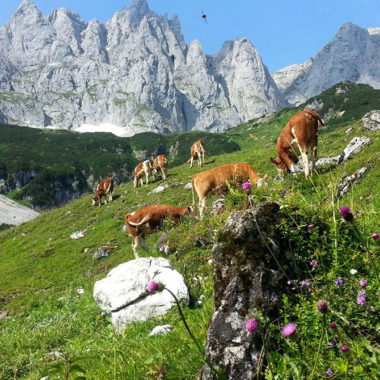 Ackerlspitze Wilder Kaiser