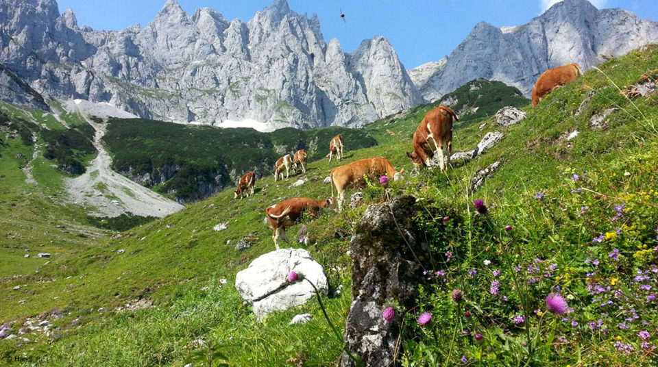 Ackerlspitze Wilder Kaiser