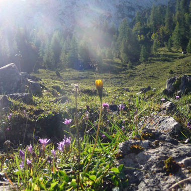 Almwiese Wilder Kaiser