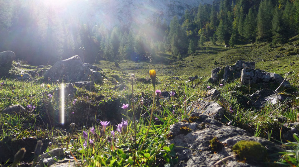 Almwiese Wilder Kaiser