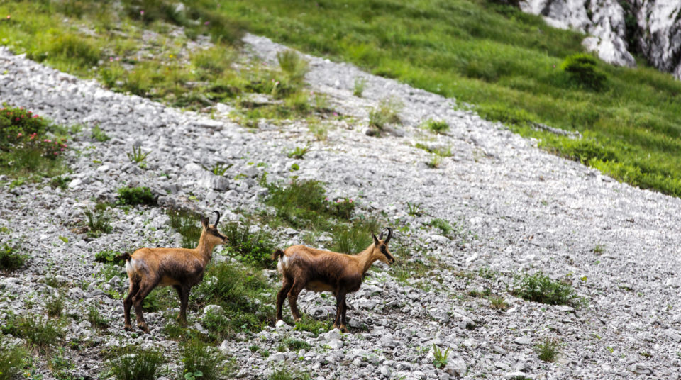 Gämse Wilder Kaiser