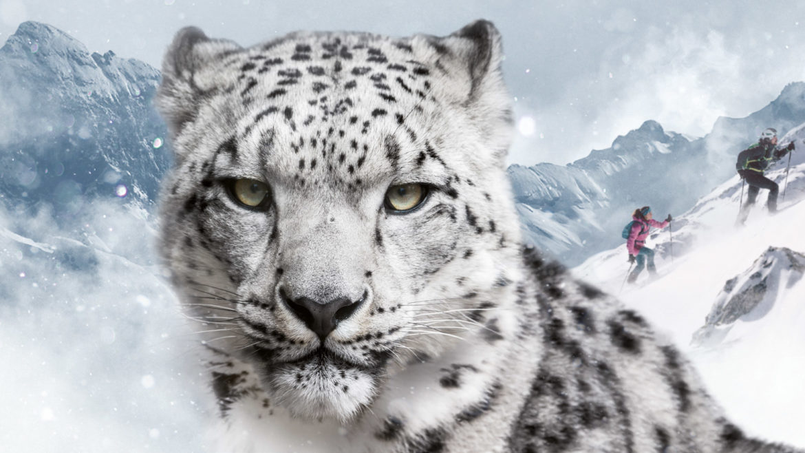 dynafit snow leopard day 2017