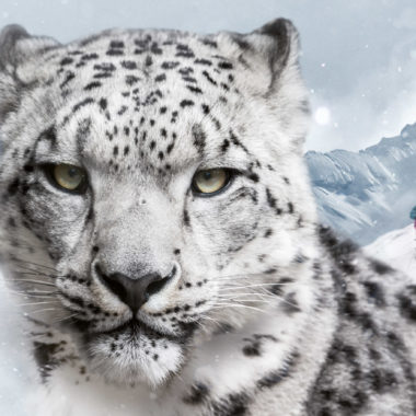 dynafit snow leopard day 2017