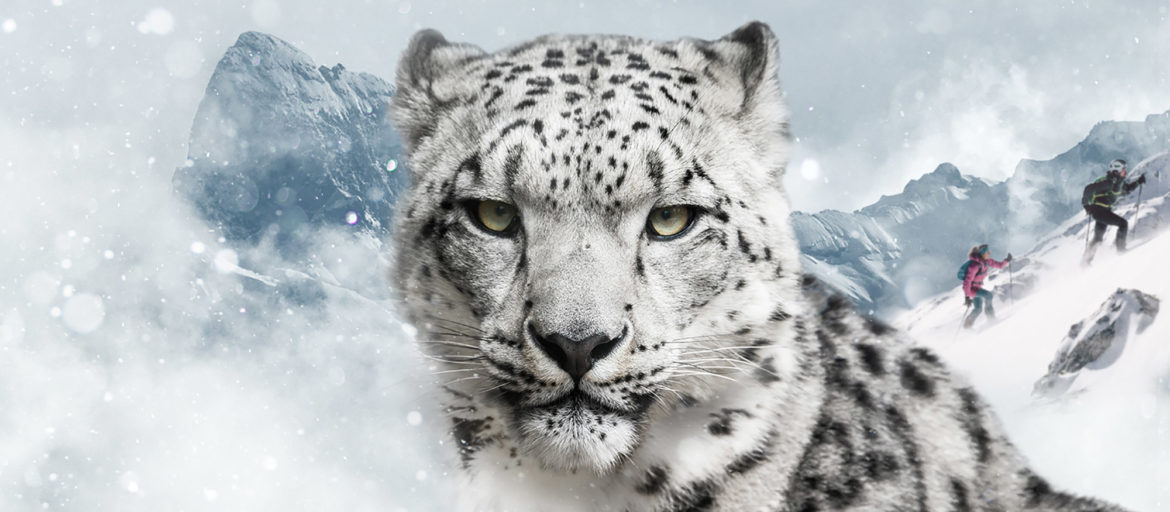 Dynafit-Snow-Leopard-Day