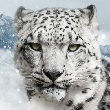Dynafit-Snow-Leopard-Day