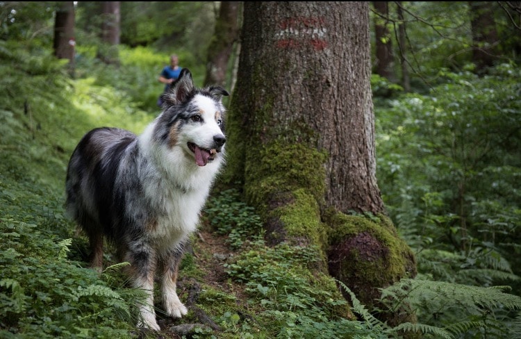 wanderung wald mit hund